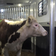 Illustration for article titled NYC Runaway Slaughterhouse Cow